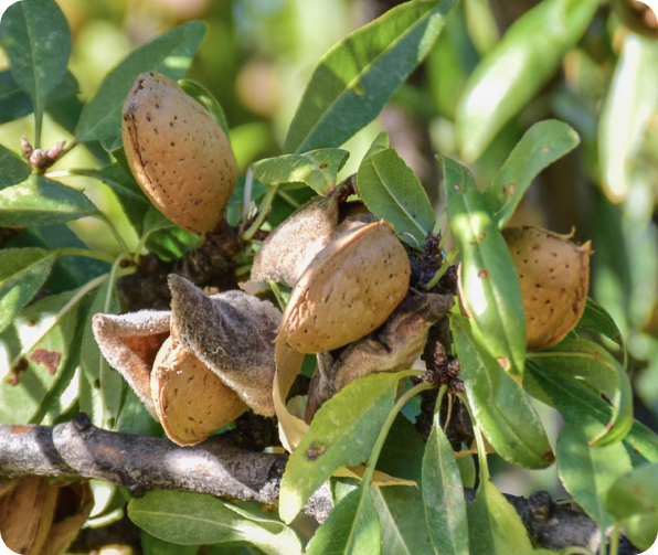 Almendra